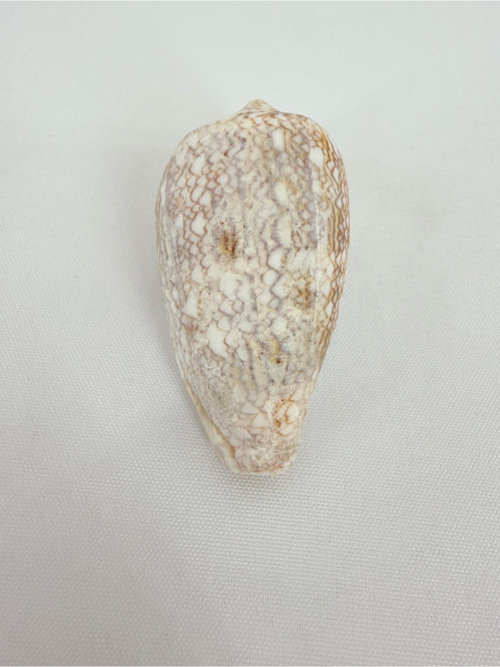 Seashell from down by the seashore - Picture 3 of 7